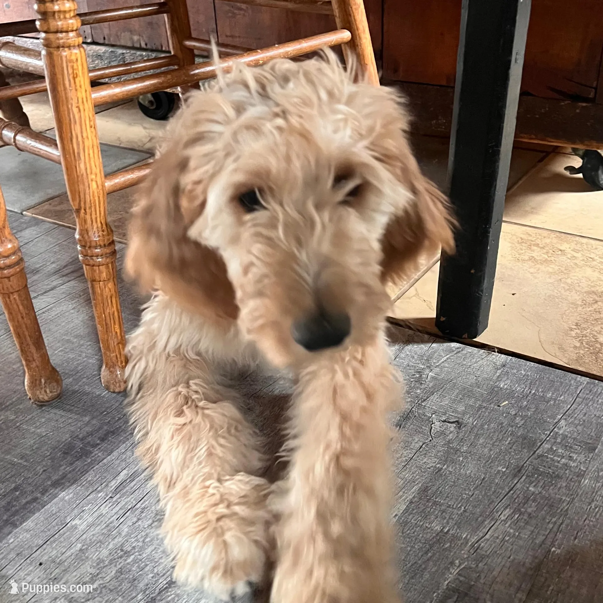 Sidney, a female Irish Doodle for sale in Sabula, IA – Photo 8 of 9