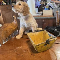 Sidney, a female Irish Doodle for sale in Sabula, IA – Photo 7 of 9