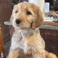 Sidney, a female Irish Doodle for sale in Sabula, IA – Photo 1 of 9