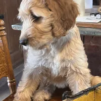 Sidney, a female Irish Doodle for sale in Sabula, IA – Photo 3 of 9