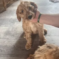 Sidney, a female Irish Doodle for sale in Sabula, IA – Photo 5 of 9