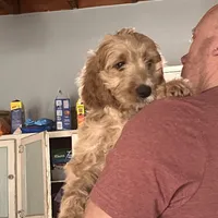 Sidney, a female Irish Doodle for sale in Sabula, IA – Photo 9 of 9