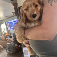 Sidney, a female Irish Doodle for sale in Sabula, IA – Photo 6 of 9