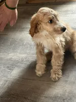 processed/f82e3d30-85d0-45b3-8cce-60f242273a46/listing/702e38bd-8af2-4647-b741-5e656733edb7/02fa884b-64c8-40db-a110-8b1bfa5cbcc7