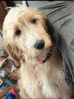 Jacolyn, a female Irish Doodle for sale in Sabula, IA – Photo 2 of 2