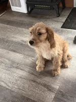 processed/f82e3d30-85d0-45b3-8cce-60f242273a46/listing/a303d663-5123-4cfa-a74c-cc8686ad00cc/cf0d1523-9982-4a6e-b893-0c470666c151