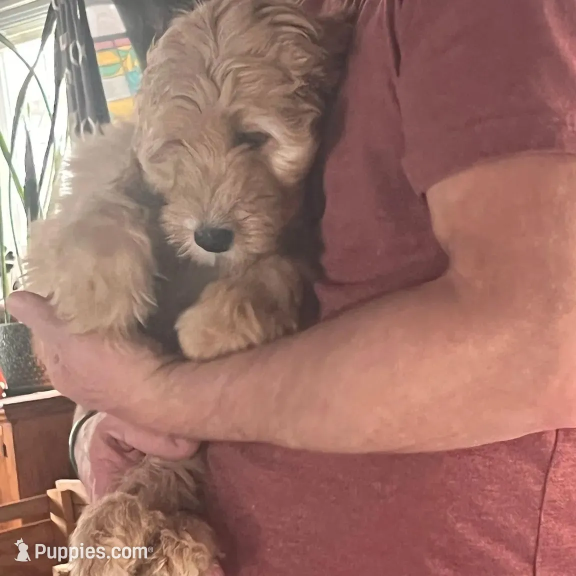 Emily, a female Irish Doodle for sale in Sabula, IA – Photo 7 of 8