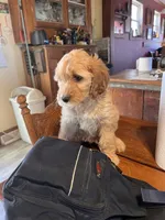 processed/f82e3d30-85d0-45b3-8cce-60f242273a46/listing/cff65814-6031-4917-9853-7d0ef9b11ef4/9eae76af-0669-464c-9148-75dcab65287f