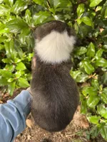 Ranger, a male Cardigan Welsh Corgi for sale in Petersburg, TN – 5 of 5