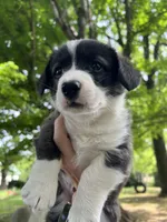 Ranger, a male Cardigan Welsh Corgi for sale in Petersburg, TN – 3 of 5