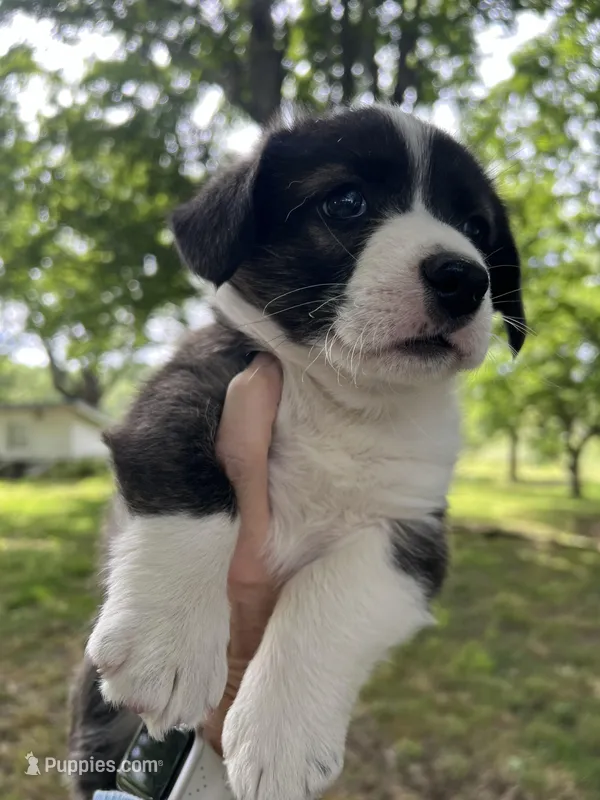 Ranger – Cardigan Welsh Corgi puppy for sale in Petersburg, TN