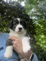 Ranger, a male Cardigan Welsh Corgi for sale in Petersburg, TN – 2 of 5