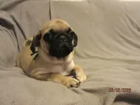 Lenny, a male Pug for sale in Huguenot, NY – 6 of 10