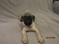 Clyde, a male Pug for sale in Huguenot, NY – 8 of 10