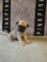 Daisy, a female Pug for sale in Huguenot, NY – Photo 5 of 10