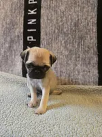Daisy, a female Pug for sale in Huguenot, NY – Photo 9 of 10