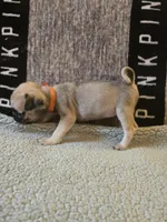 Daisy, a female Pug for sale in Huguenot, NY – Photo 7 of 10