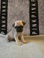 Daisy, a female Pug for sale in Huguenot, NY – Photo 6 of 10