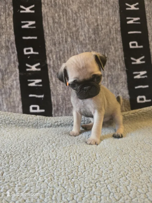 Daisy – Pug puppy for sale in Huguenot, NY