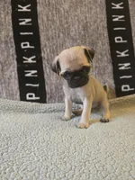 Daisy, a female Pug for sale in Huguenot, NY – Photo 1 of 10
