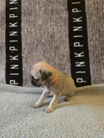 Daisy, a female Pug for sale in Huguenot, NY – Photo 4 of 10