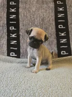 Daisy, a female Pug for sale in Huguenot, NY – Photo 3 of 10