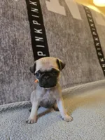 Daisy, a female Pug for sale in Huguenot, NY – Photo 2 of 10