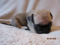 Roxy, a female Pug for sale in Huguenot, NY – Photo 2 of 10