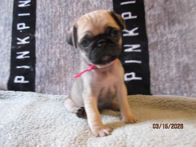 Roxy – Pug puppy for sale in Huguenot, NY