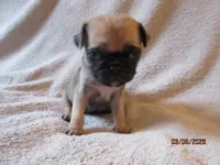Roxy, a female Pug for sale in Huguenot, NY – Photo 5 of 10