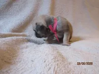 Roxy, a female Pug for sale in Huguenot, NY – Photo 8 of 10