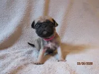 Roxy, a female Pug for sale in Huguenot, NY – Photo 9 of 10