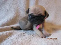 Roxy, a female Pug for sale in Huguenot, NY – Photo 7 of 10