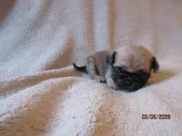 Roxy, a female Pug for sale in Huguenot, NY – Photo 6 of 10