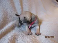 Roxy, a female Pug for sale in Huguenot, NY – Photo 4 of 10