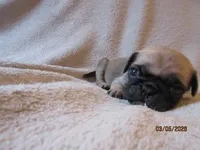 Roxy, a female Pug for sale in Huguenot, NY – Photo 3 of 10