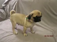 Lenny, a male Pug for sale in Huguenot, NY – 1 of 10