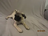 Clyde, a male Pug for sale in Huguenot, NY – 9 of 10