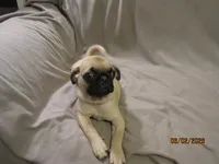 Lenny, a male Pug for sale in Huguenot, NY – 4 of 10