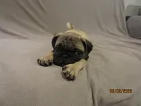 Clyde, a male Pug for sale in Huguenot, NY – 5 of 10