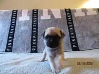 Baxter, a male Pug for sale in Huguenot, NY – Photo 7 of 8