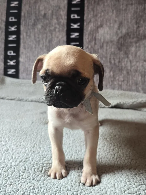 Baxter – Pug puppy for sale in Huguenot, NY