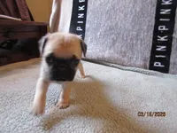 Baxter, a male Pug for sale in Huguenot, NY – Photo 4 of 8