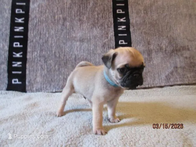 Baxter – Pug puppy for sale in Huguenot, NY