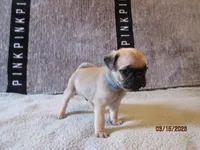 Baxter, a male Pug for sale in Huguenot, NY – Photo 1 of 8