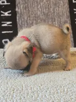 Rosy, a female Pug for sale in Huguenot, NY – Photo 2 of 3