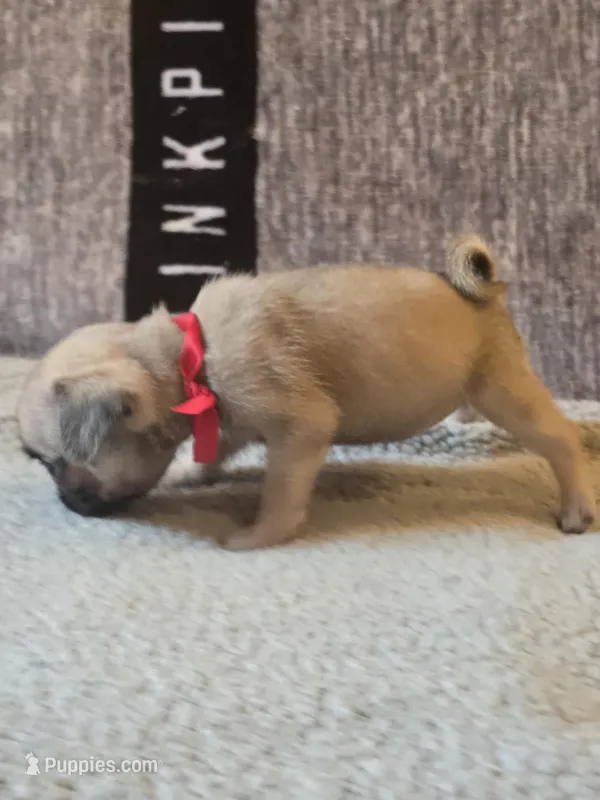 Rosy – Pug puppy for sale in Huguenot, NY