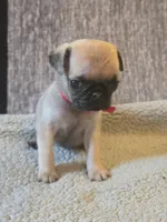 Rosy, a female Pug for sale in Huguenot, NY – Photo 3 of 3