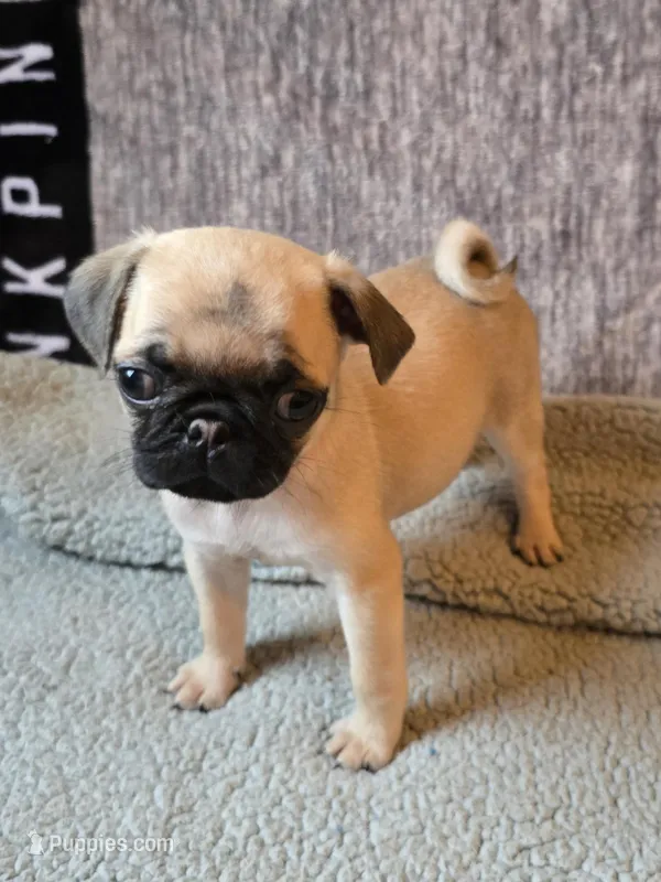 Rosy – Pug puppy for sale in Huguenot, NY