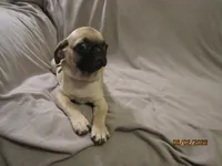 Lenny, a male Pug for sale in Huguenot, NY – 7 of 10